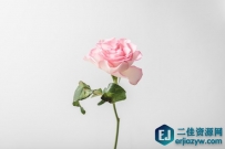 50个关于鲜花的唯美短句